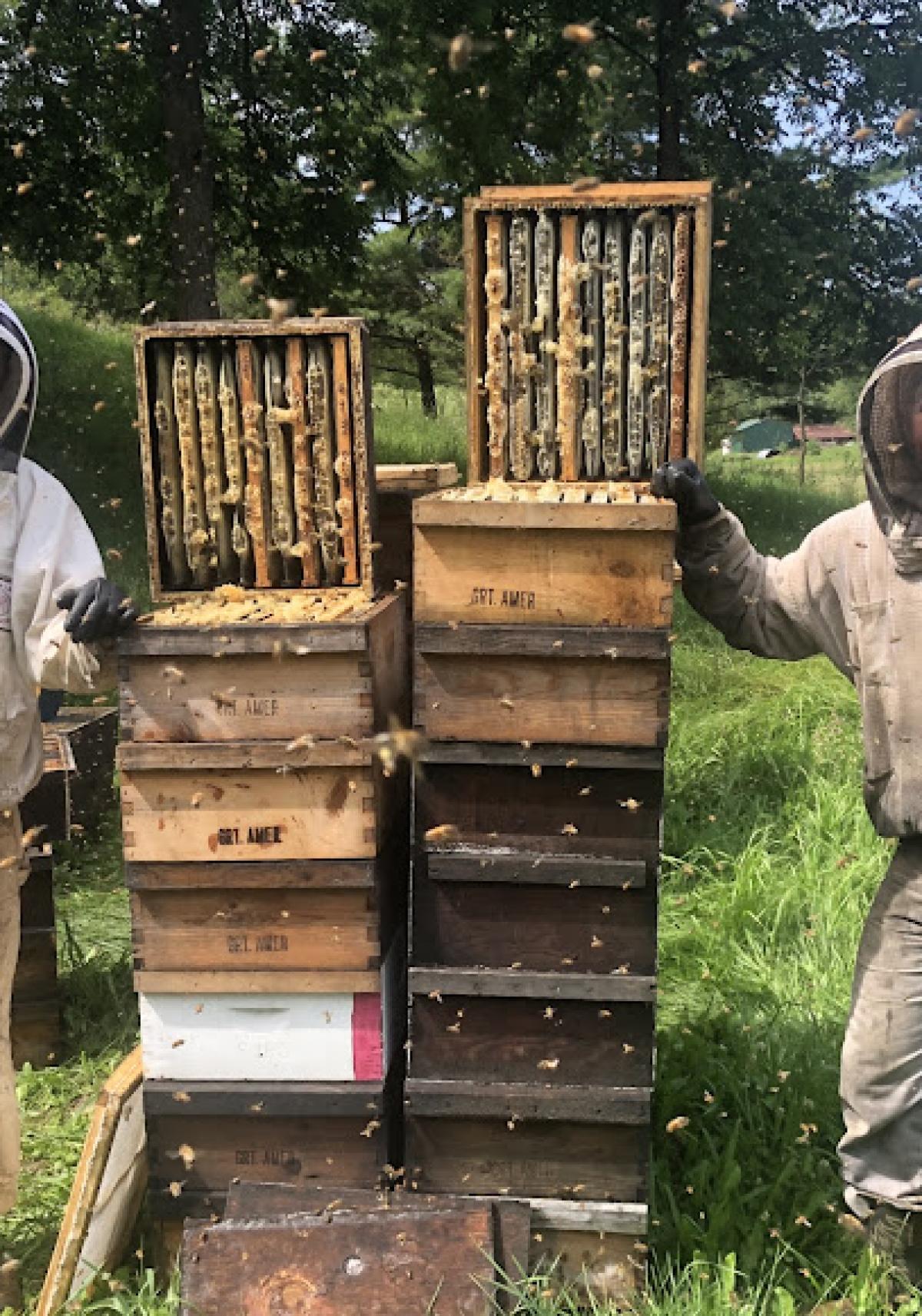 Great American Honey Co. LLC