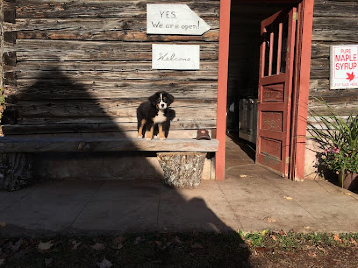 Wild Country Maple Products