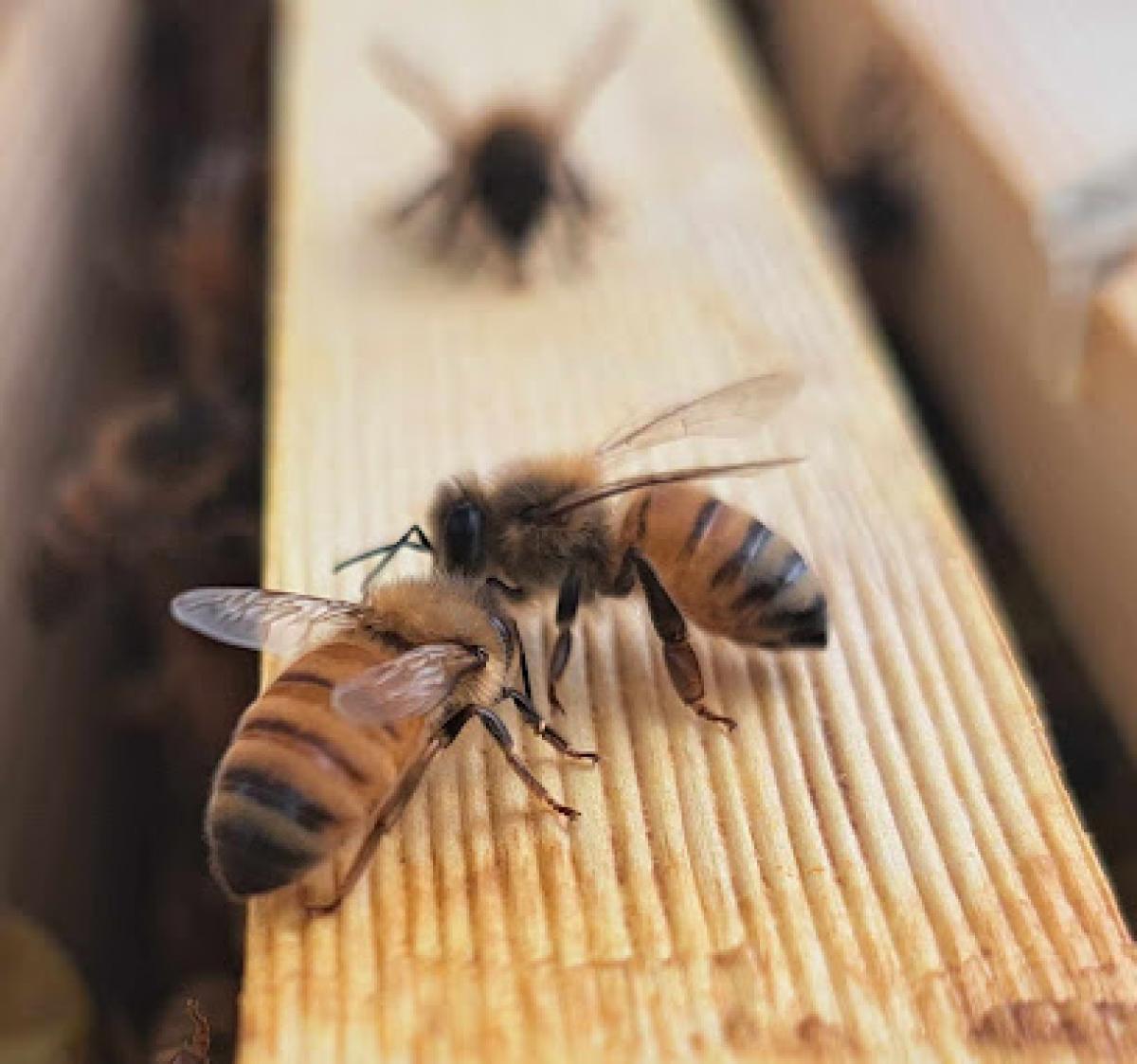 The Beekeeper's Bounty