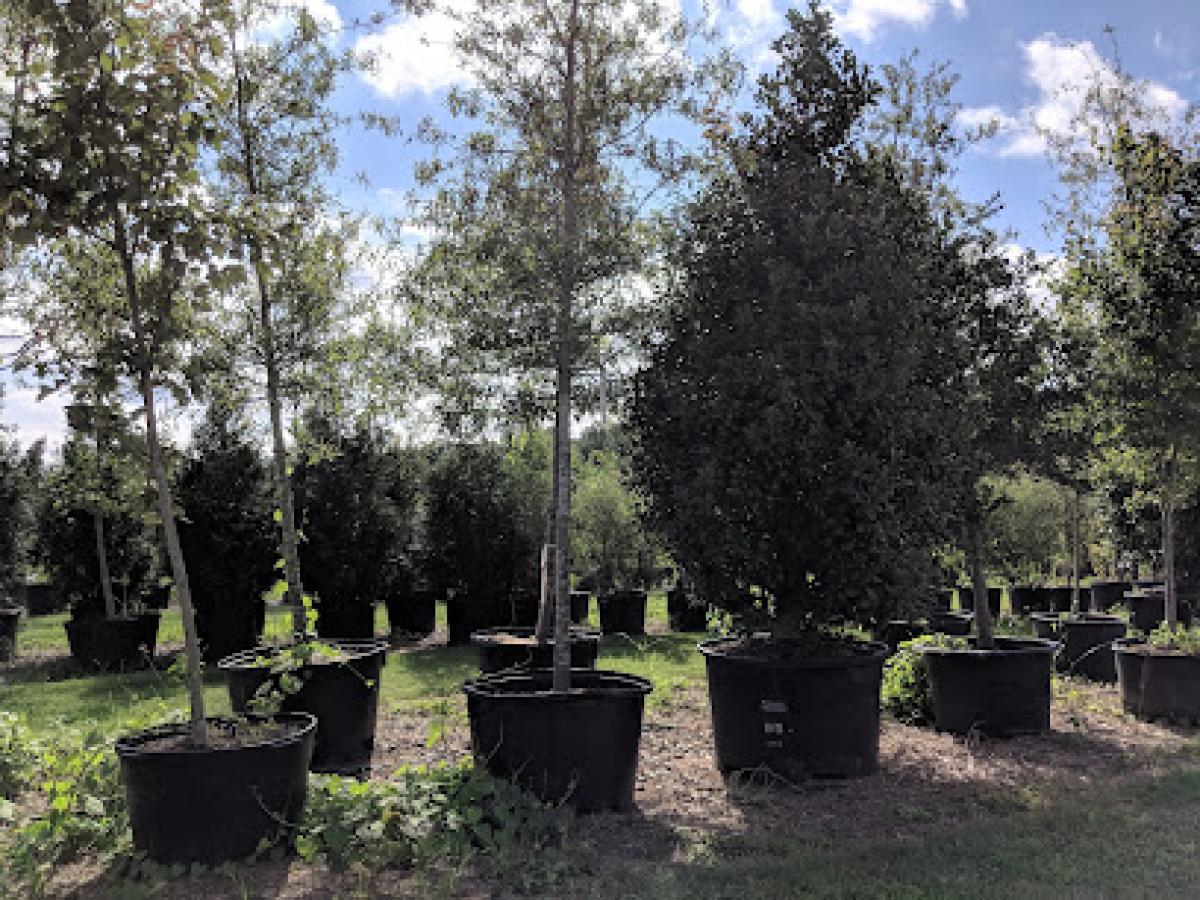 Bemis Honey Bee Farm