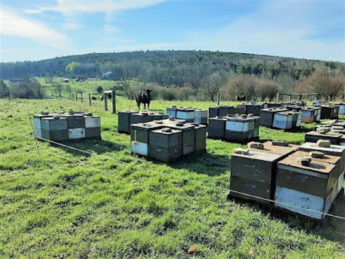 Sweet Sting Apiaries