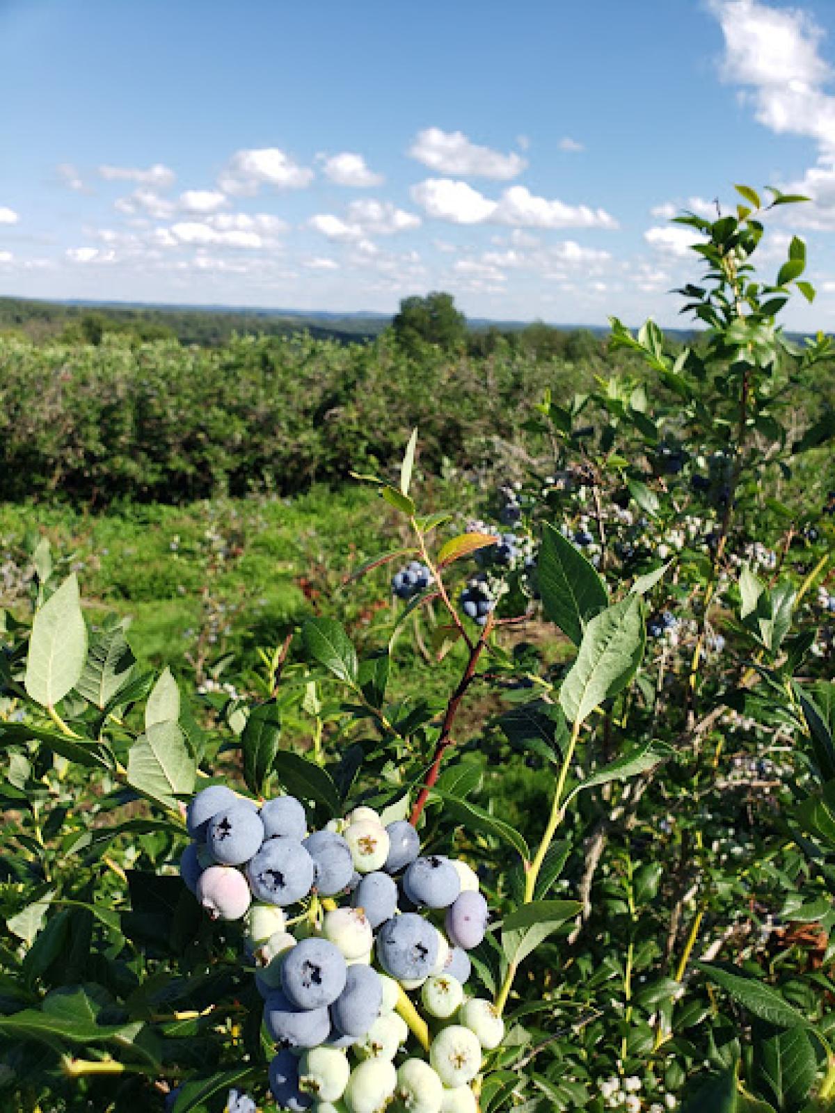 Childs Blueberry Farm