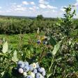 Childs Blueberry Farm