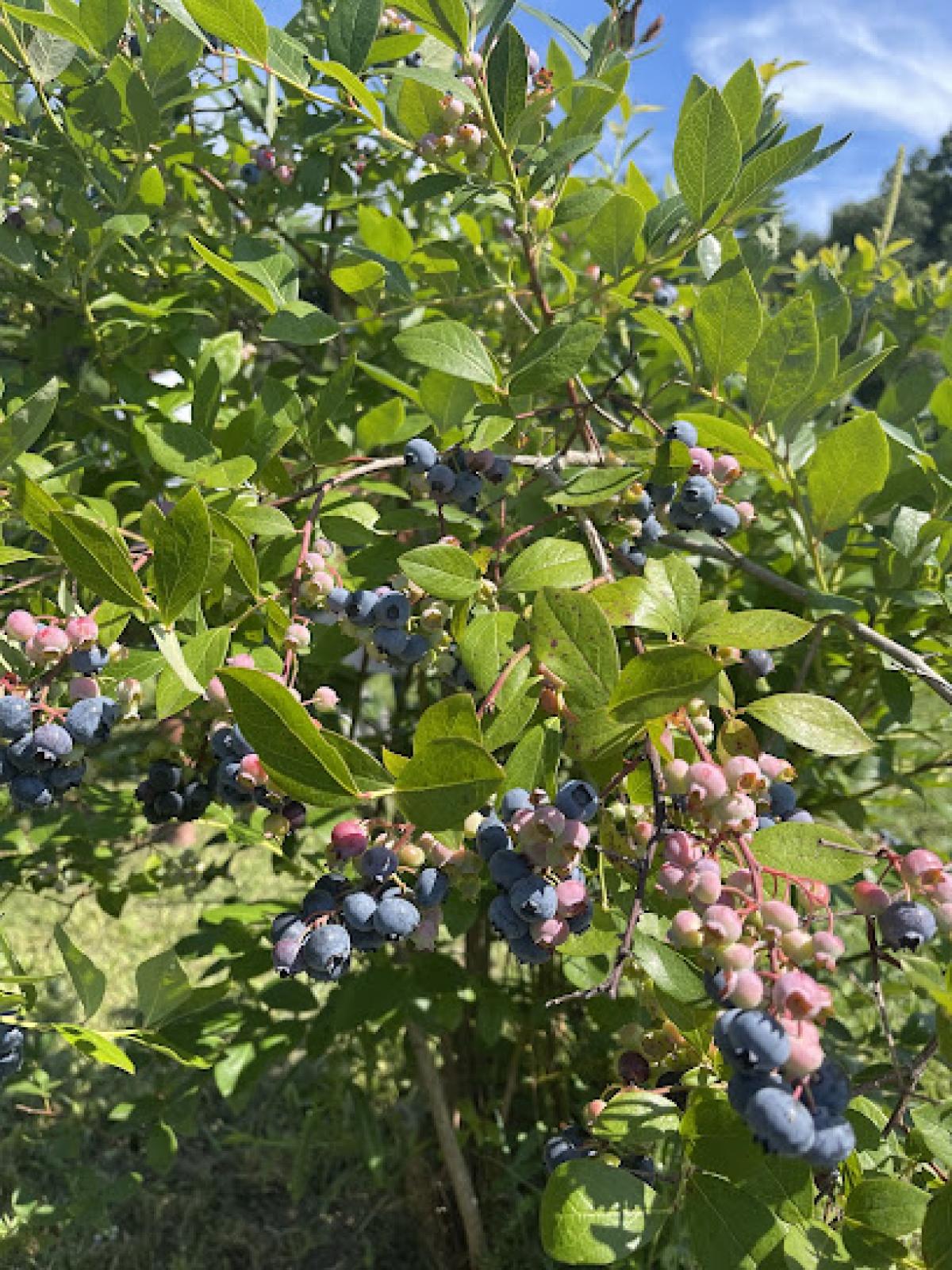 Serendipity Blueberry Farm