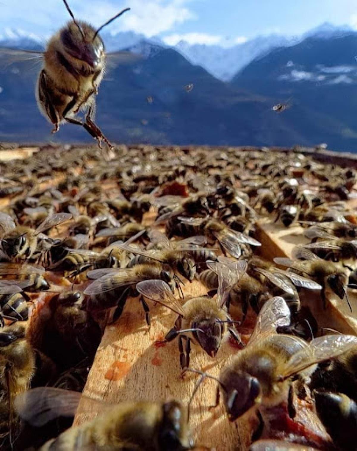 Charm City Honey Bees