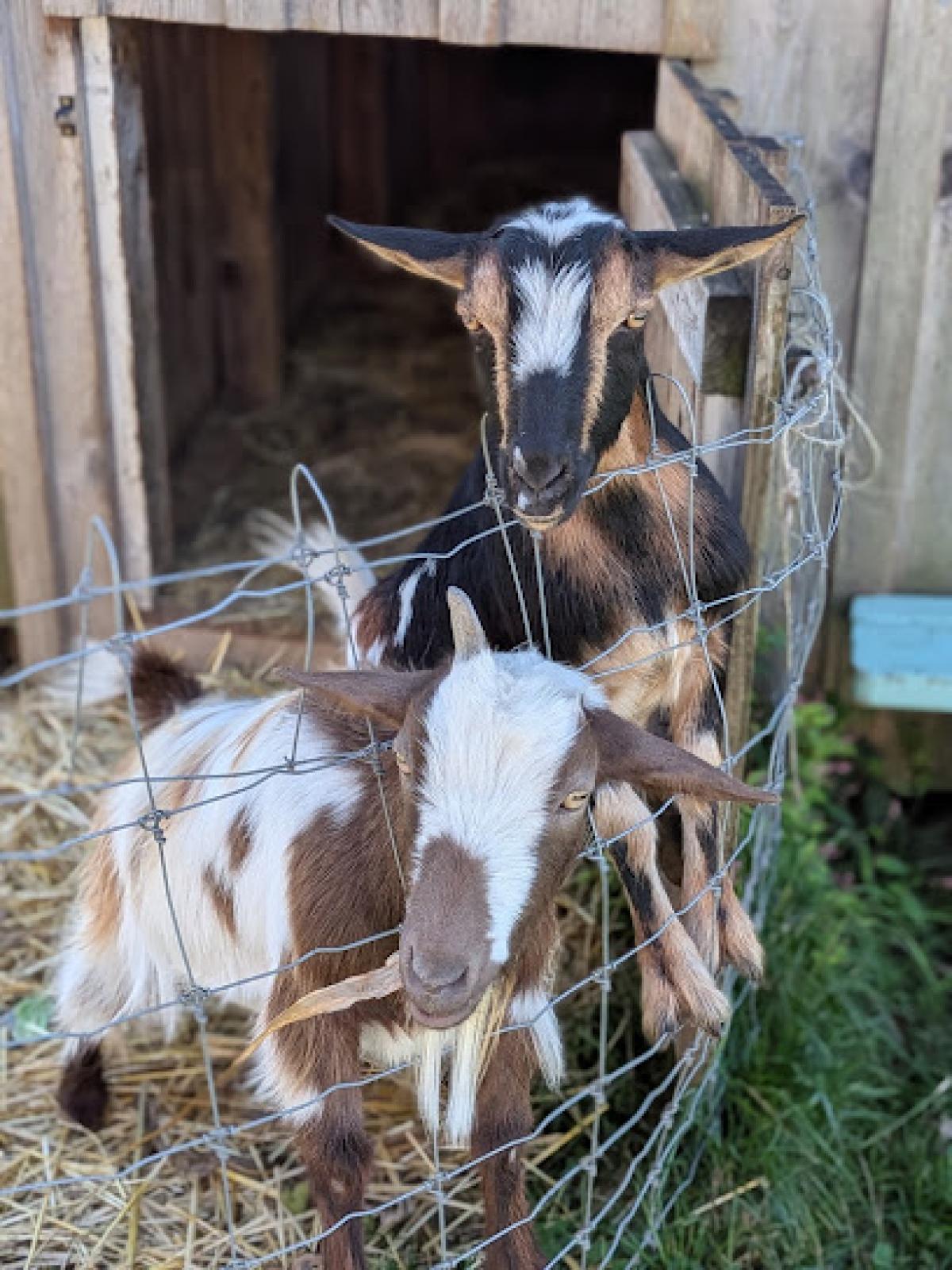 Dillner Family Farms