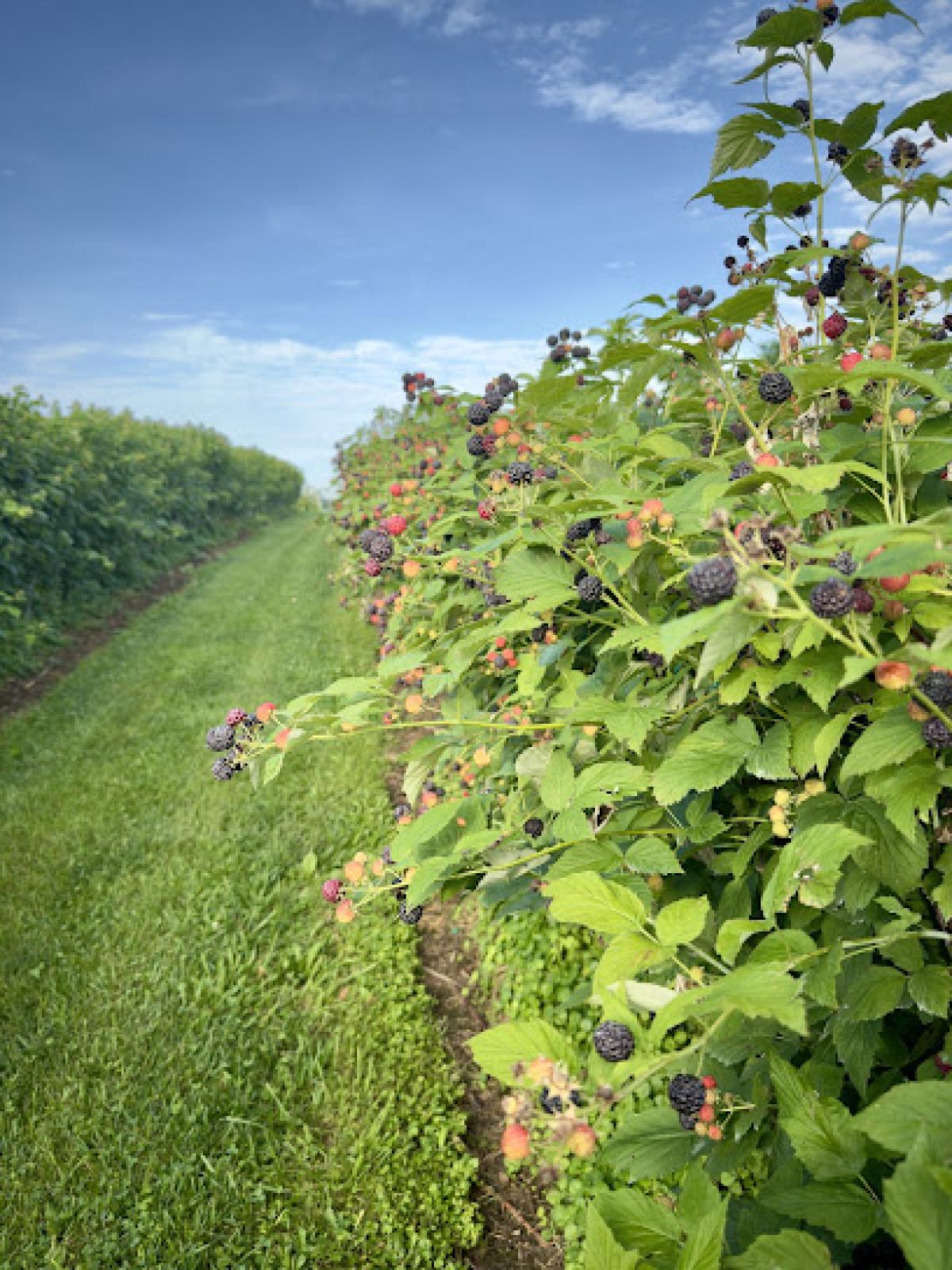 Swope's Berries & Bees