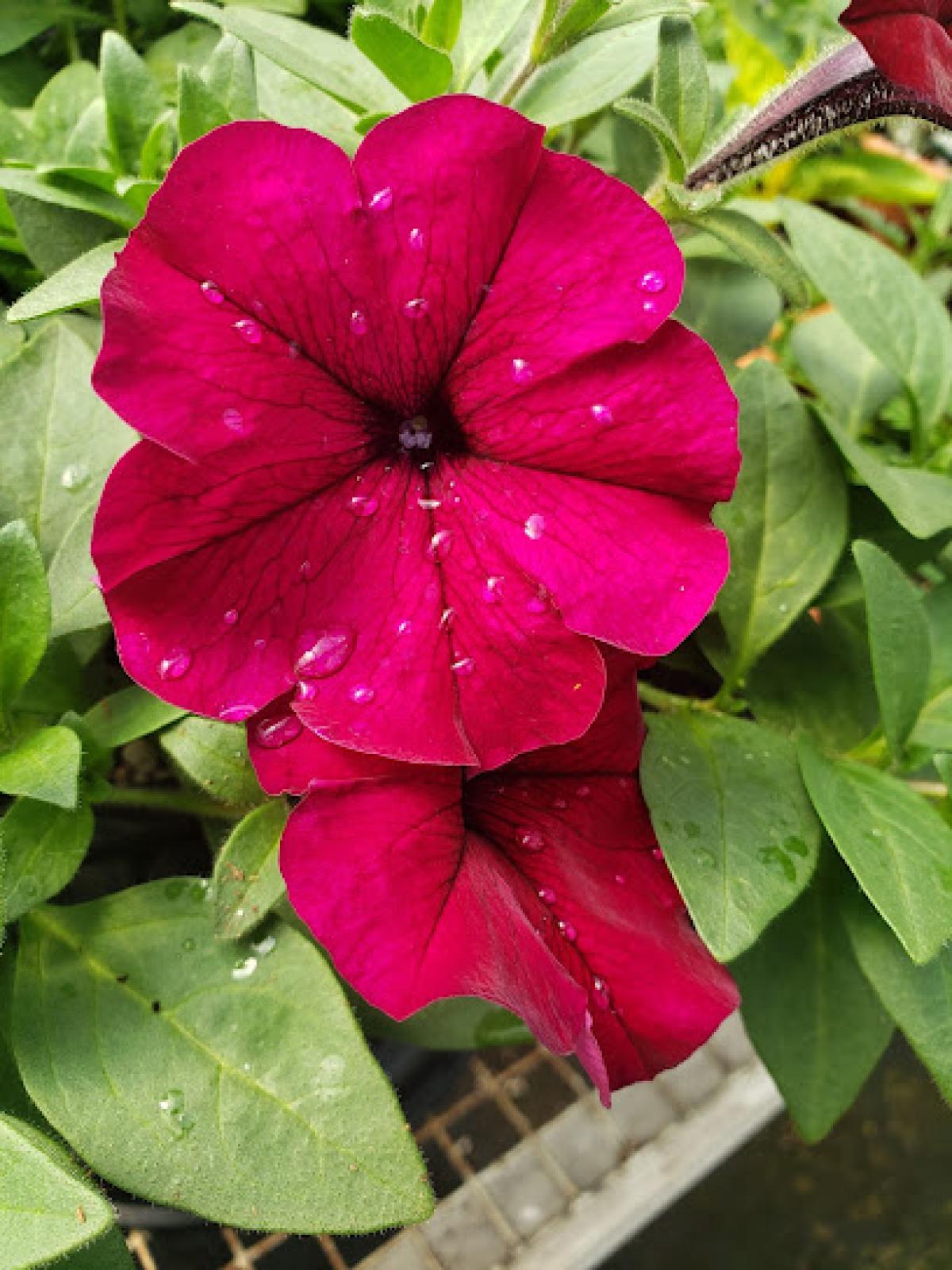 McKinney Family Farm