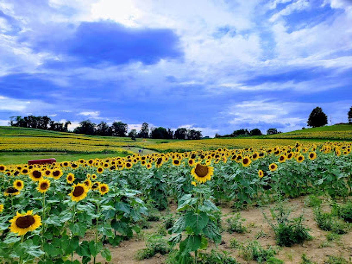 Schwirian Farm Sunflower Fields