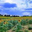 Schwirian Farm Sunflower Fields