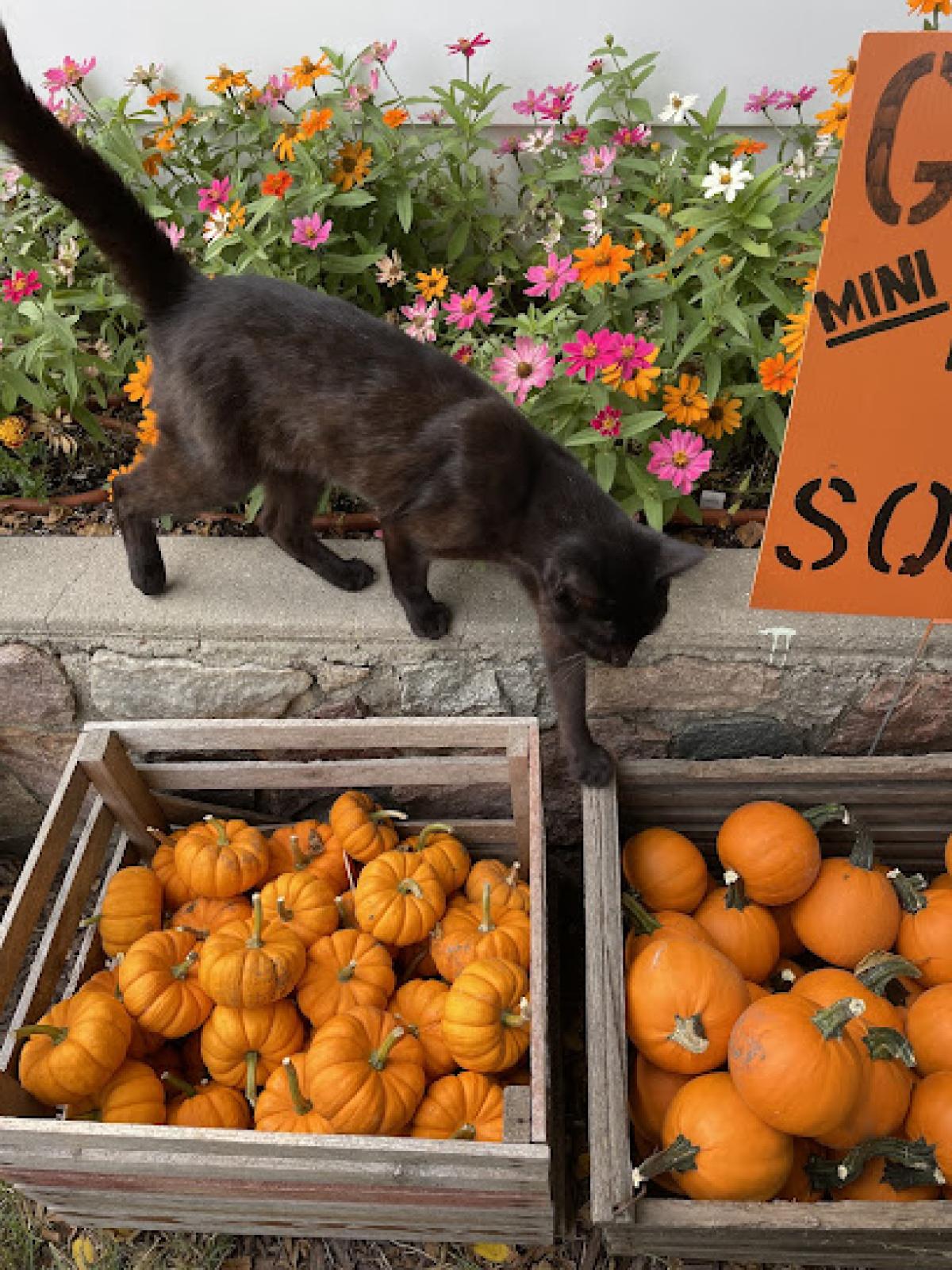 Lesser Farms and Orchard