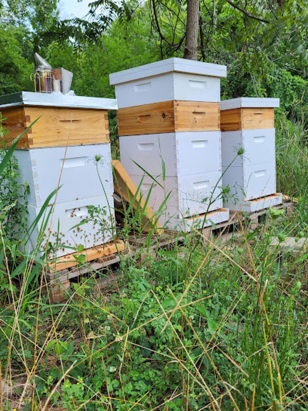 McClellan Apiary