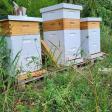 McClellan Apiary