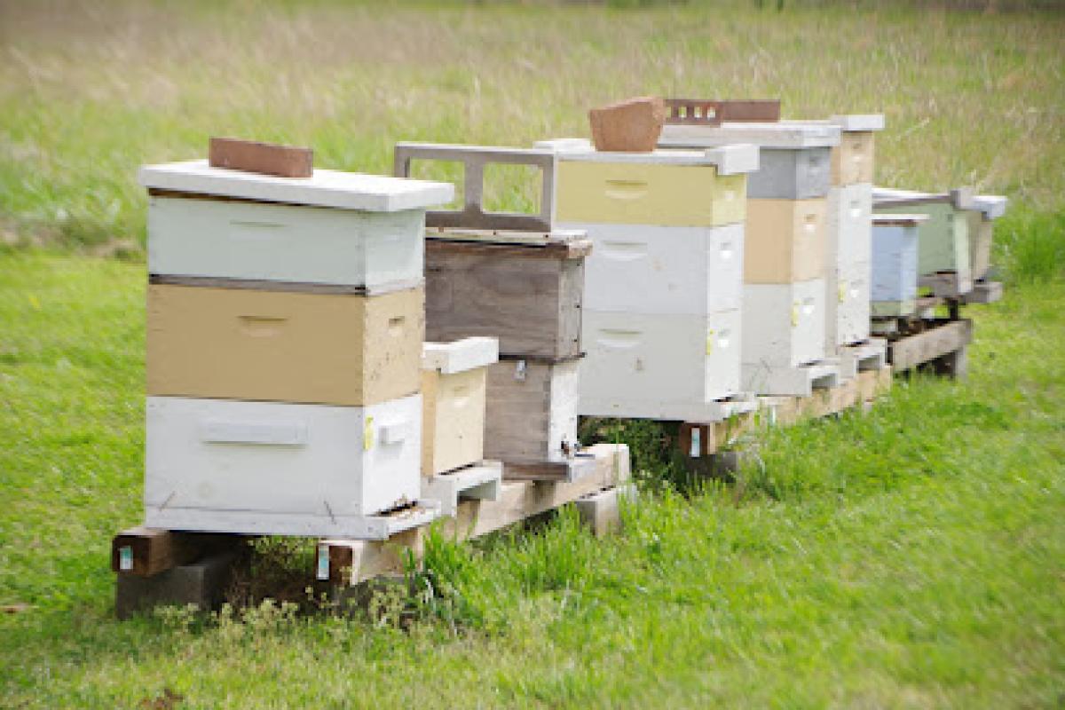 Lake in the Willows Apiary
