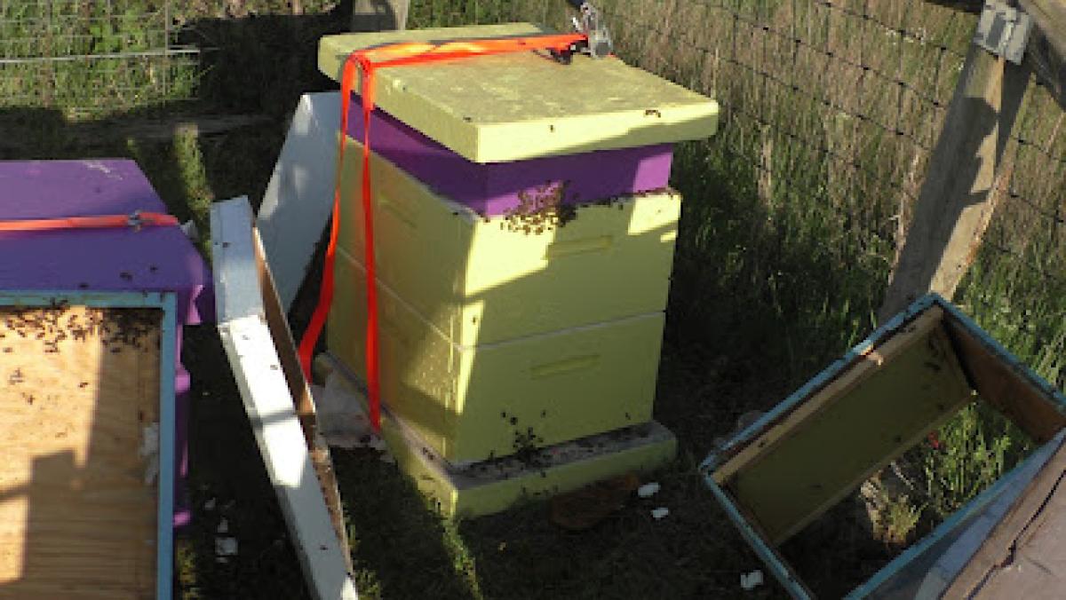 Jerry's Big V Honey Bee Farm Real Oklahoma Honey