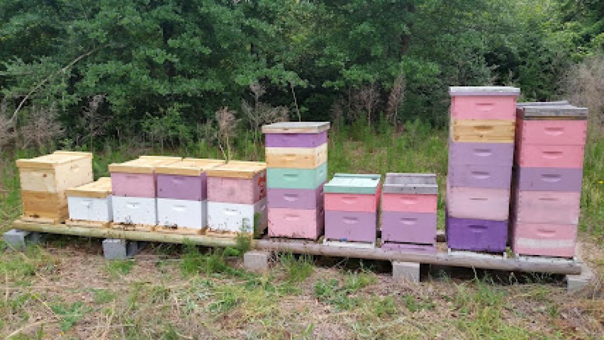 BZ Honey at Thirsty Bee Meadery