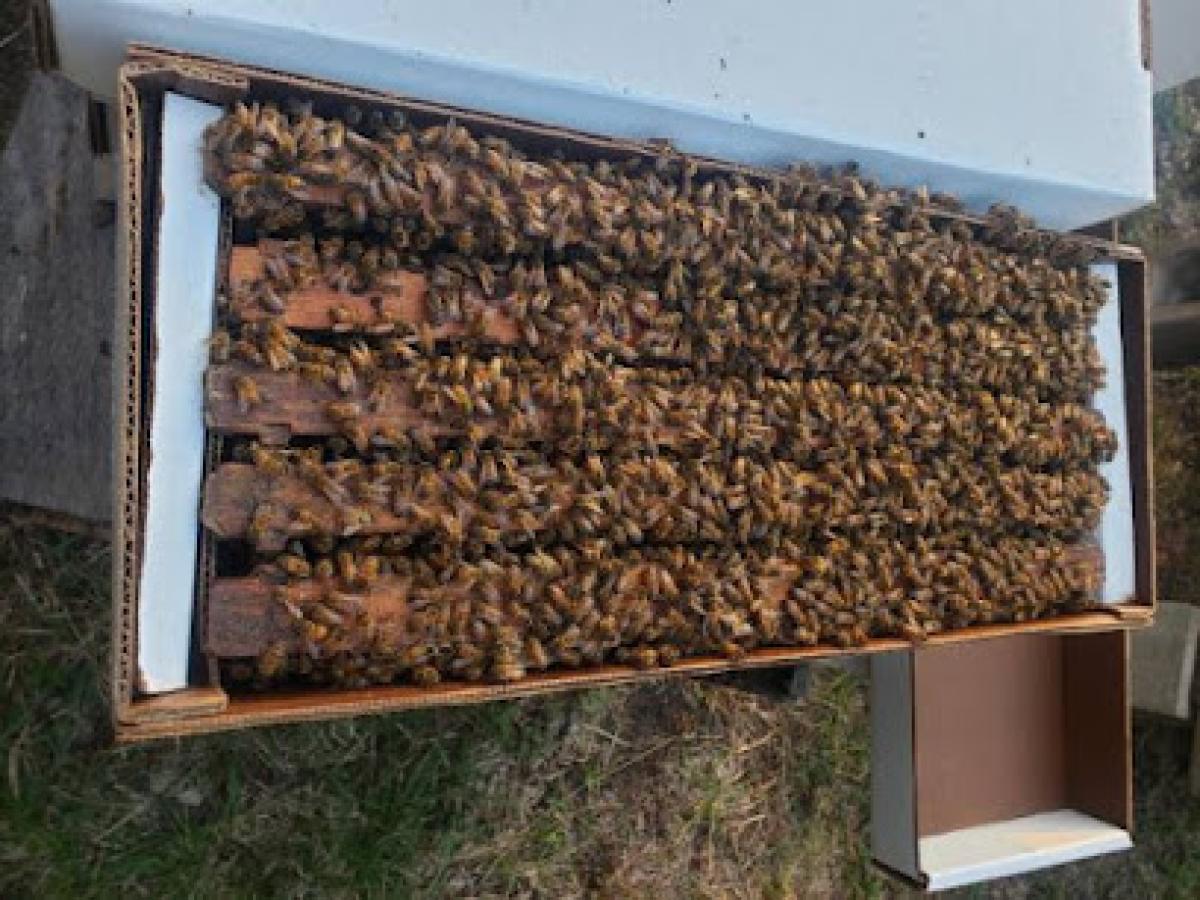 Rubach Bee Farms