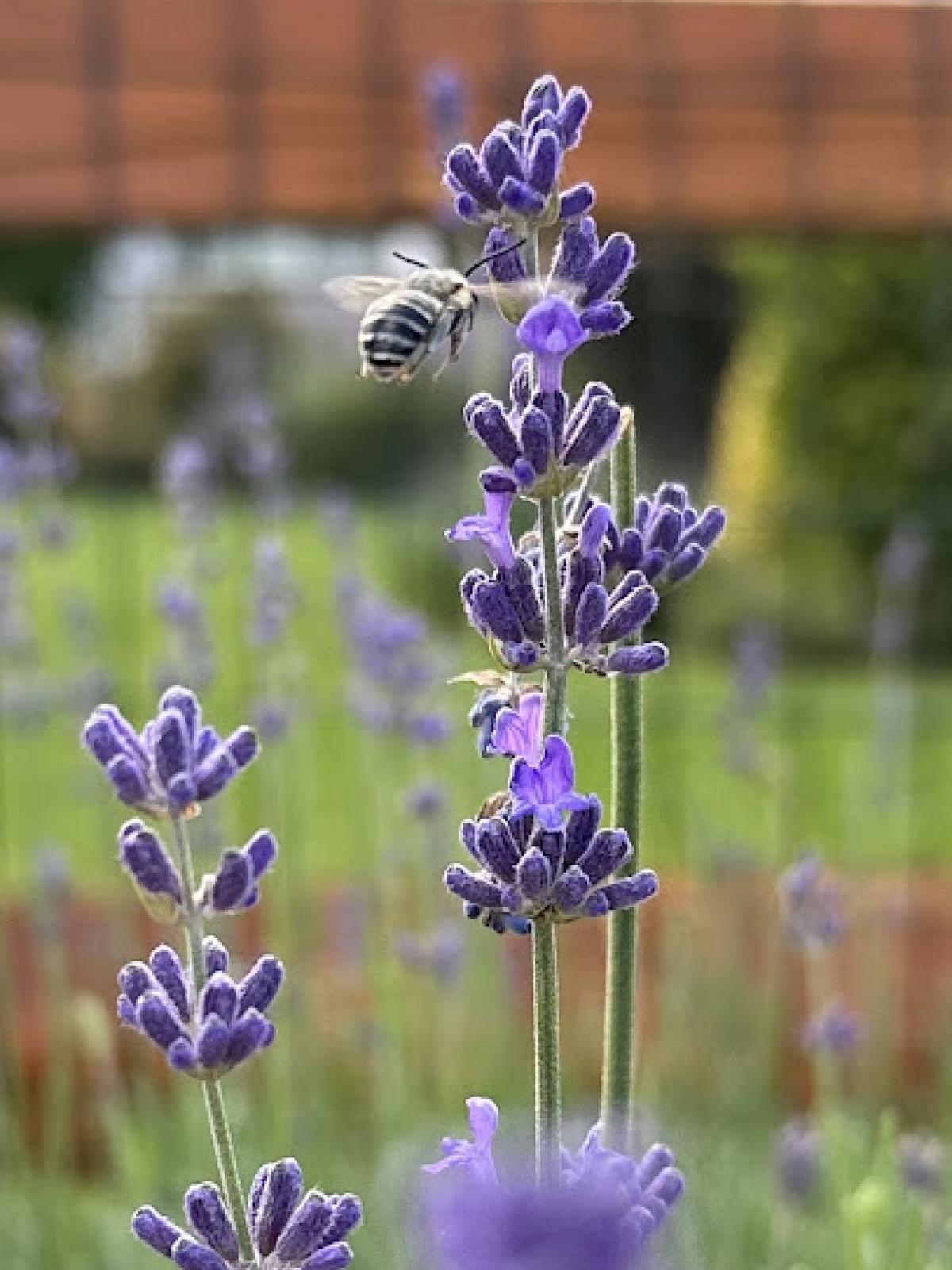 Sierra Shadows Lavender & Honey