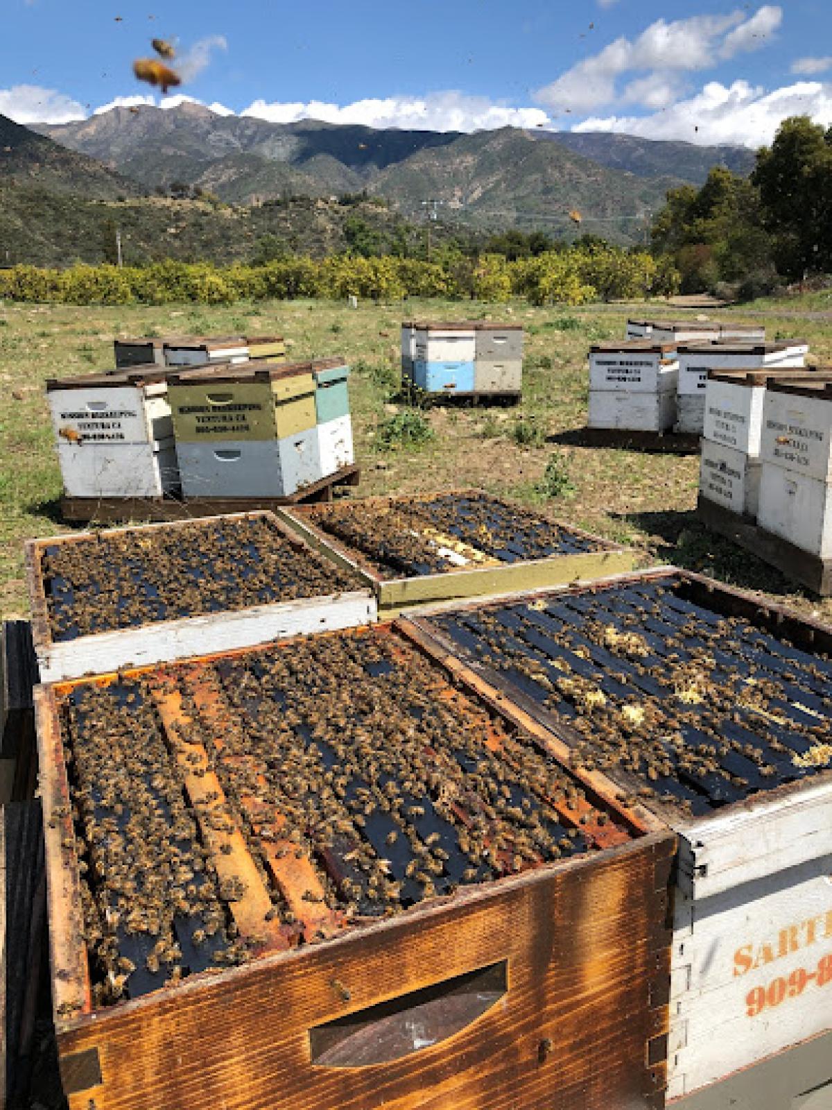 Mission Beekeeping