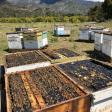 Mission Beekeeping