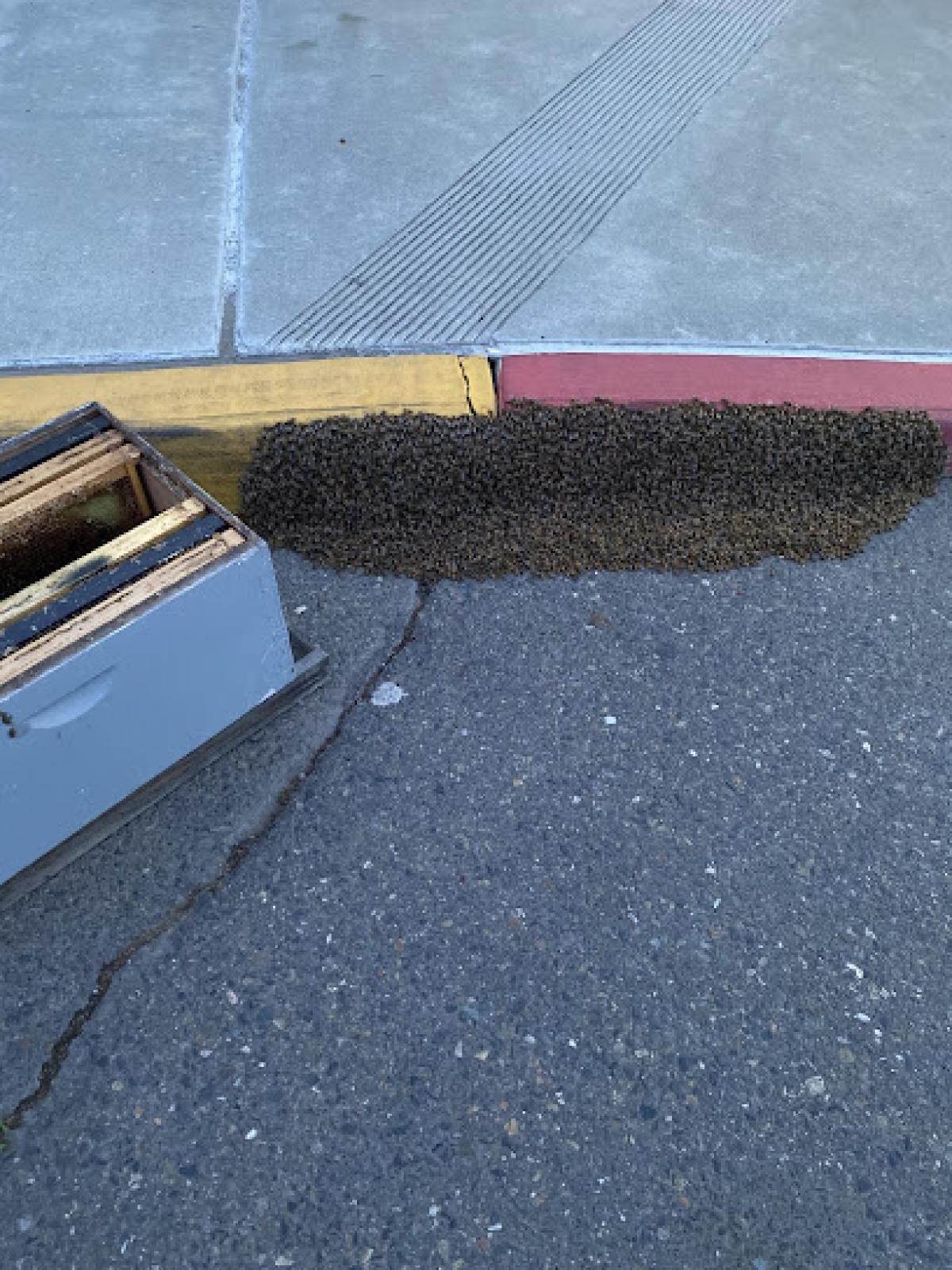 Pure Valley Honey Bees