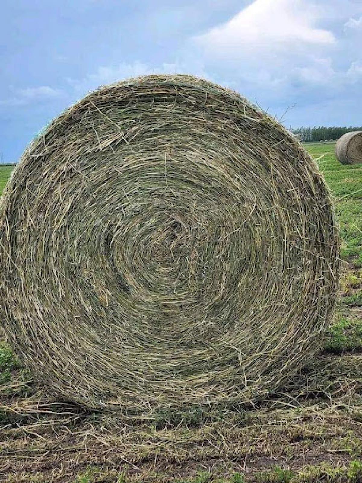 Rosemead Certified Farmers' Market