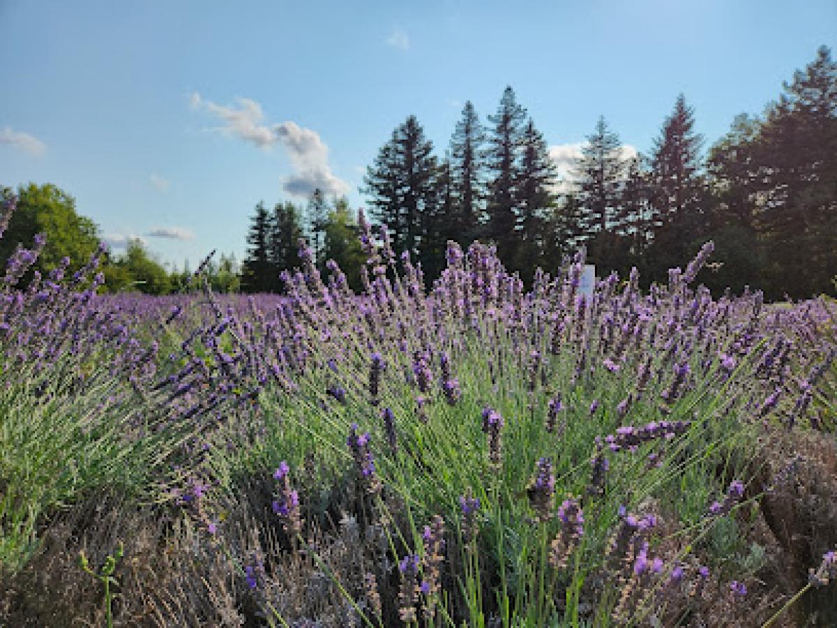 Columbia View Lavender Farm
