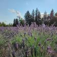 Columbia View Lavender Farm