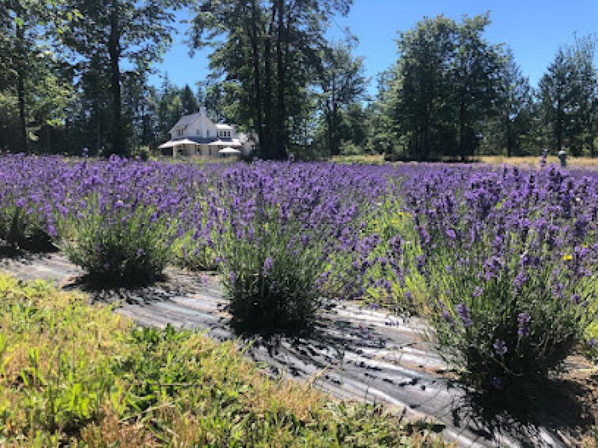 Loblolly Lavender Farm