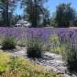 Loblolly Lavender Farm