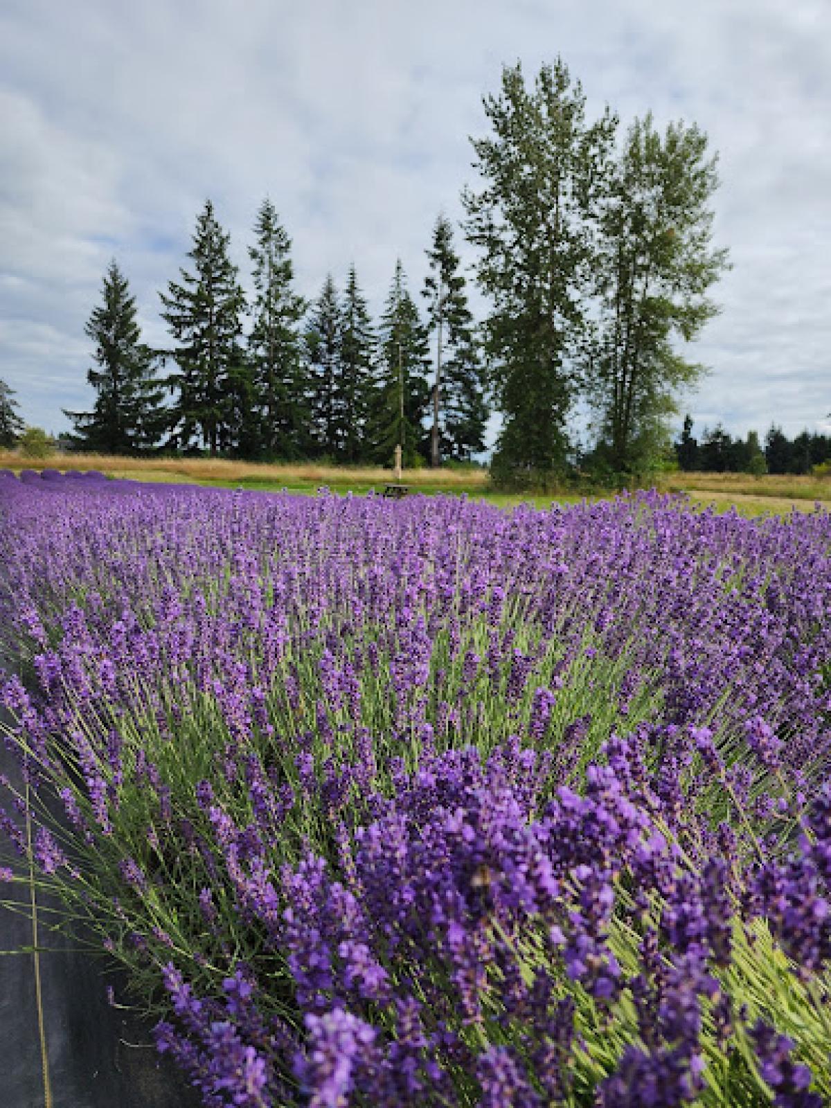 Cobblefield Lavender Farm