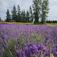 Cobblefield Lavender Farm