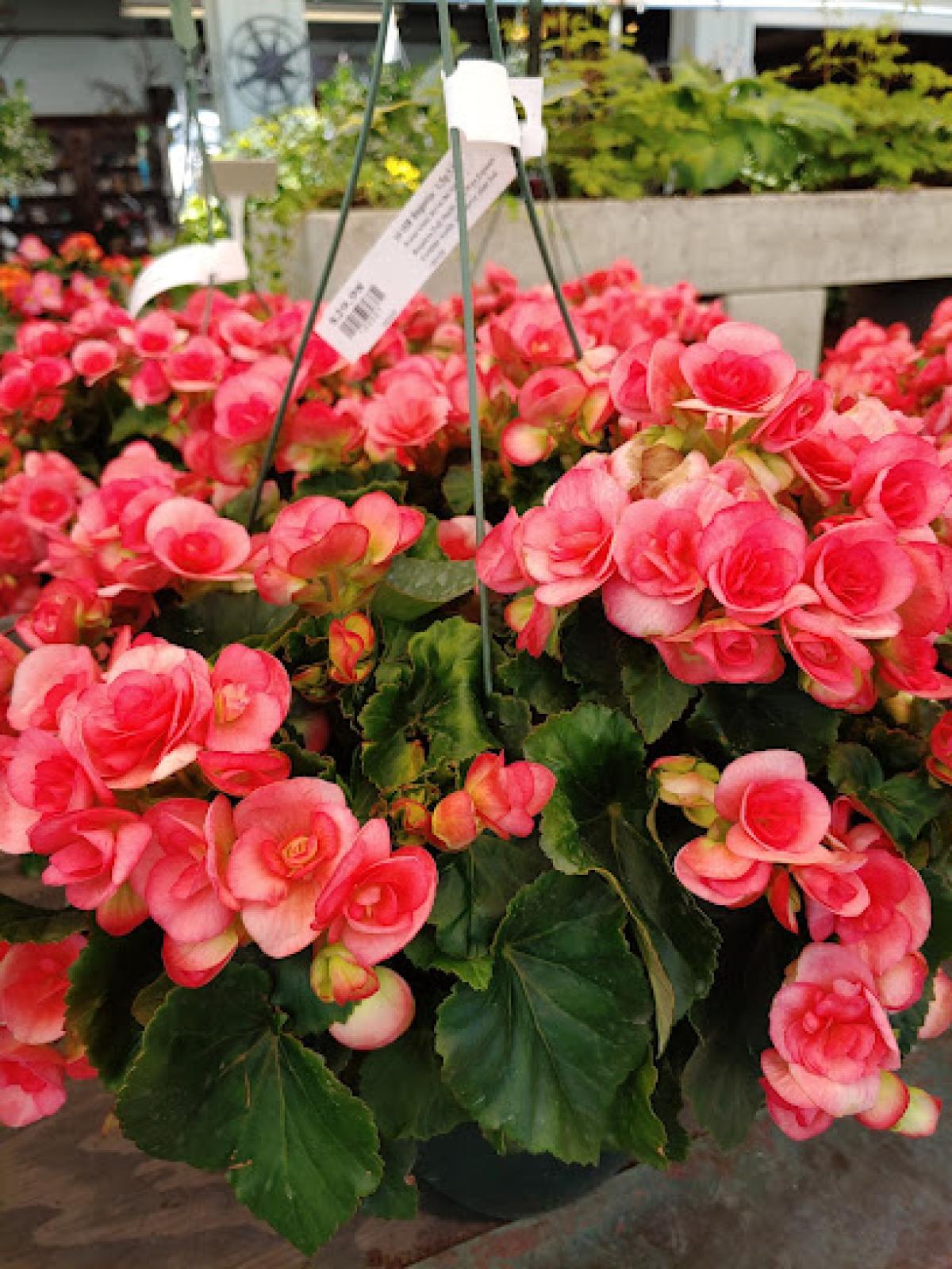 Long Branch Poultry Farm