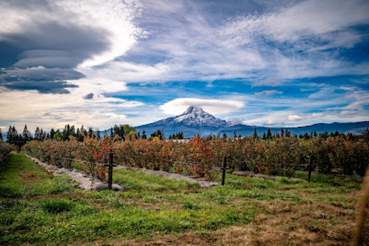 Draper Girls Country Farm