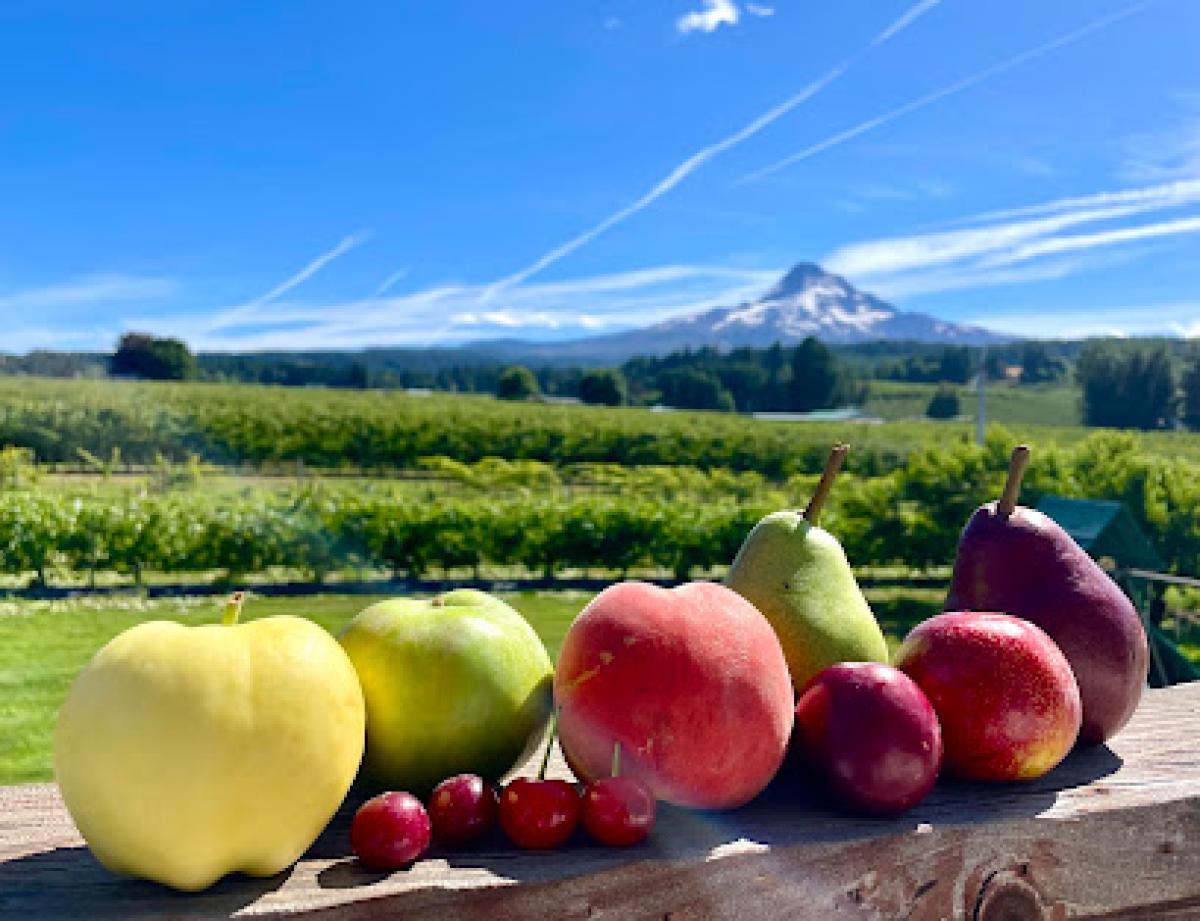 Kiyokawa Family Orchards