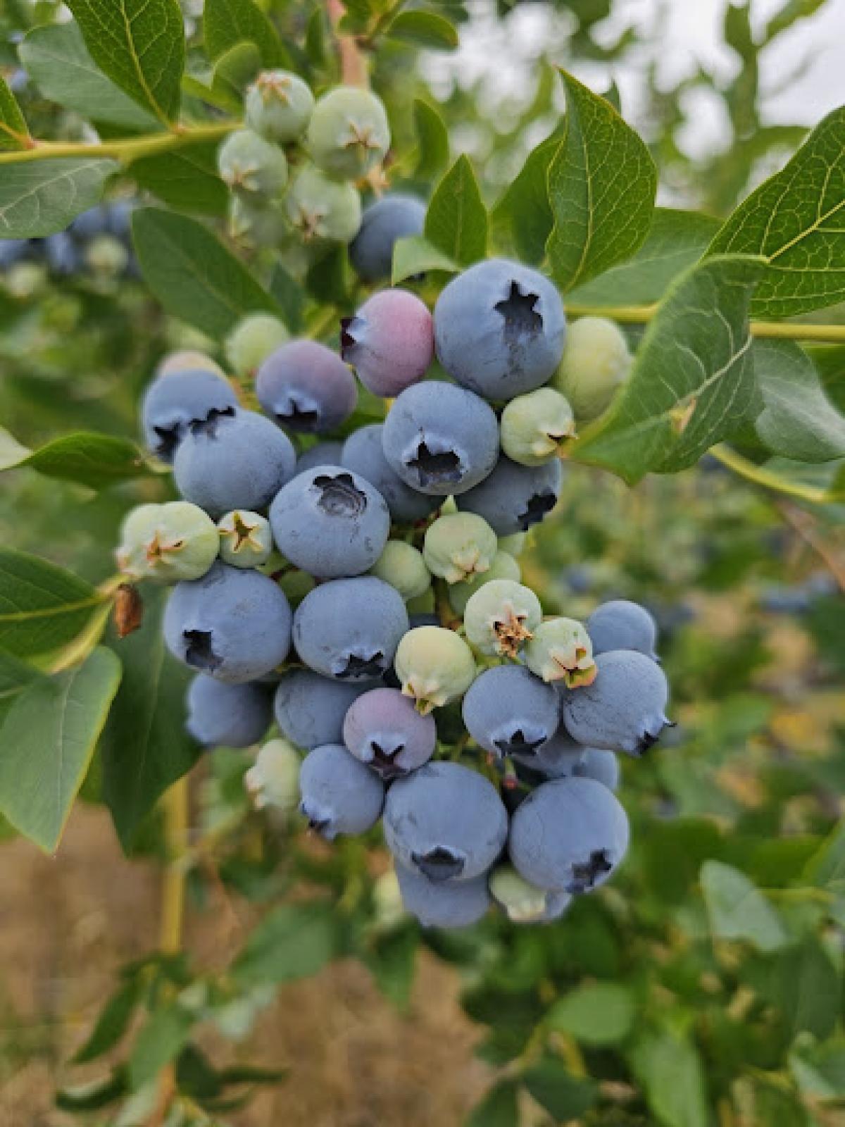 BLUEBERRIES Blue Honey Farm