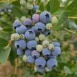 BLUEBERRIES Blue Honey Farm