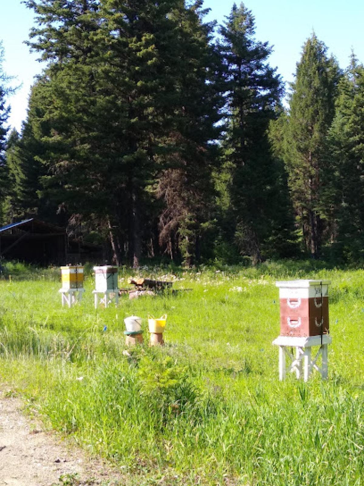 Bear Trap Canyon Apiary