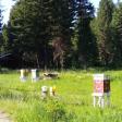 Bear Trap Canyon Apiary