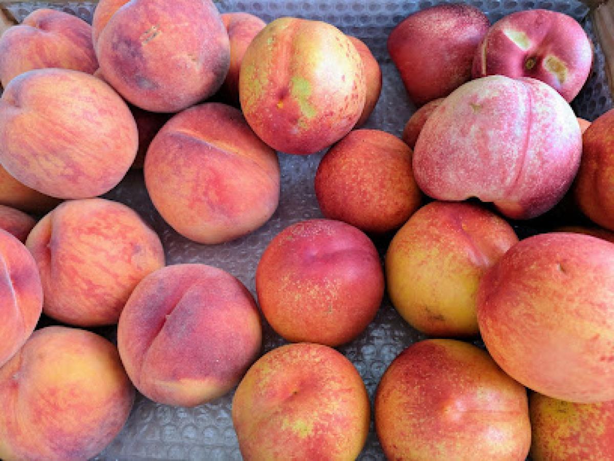 Delap Orchard & Fruit Stand