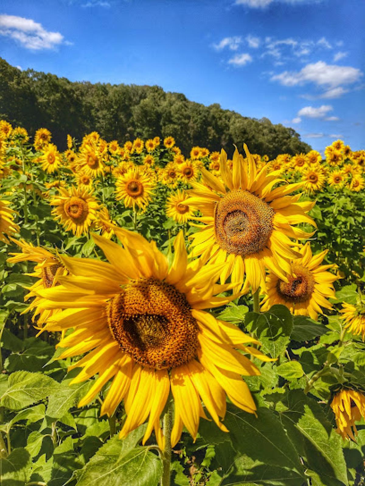 FAUSETT FARMS SUNFLOWERS