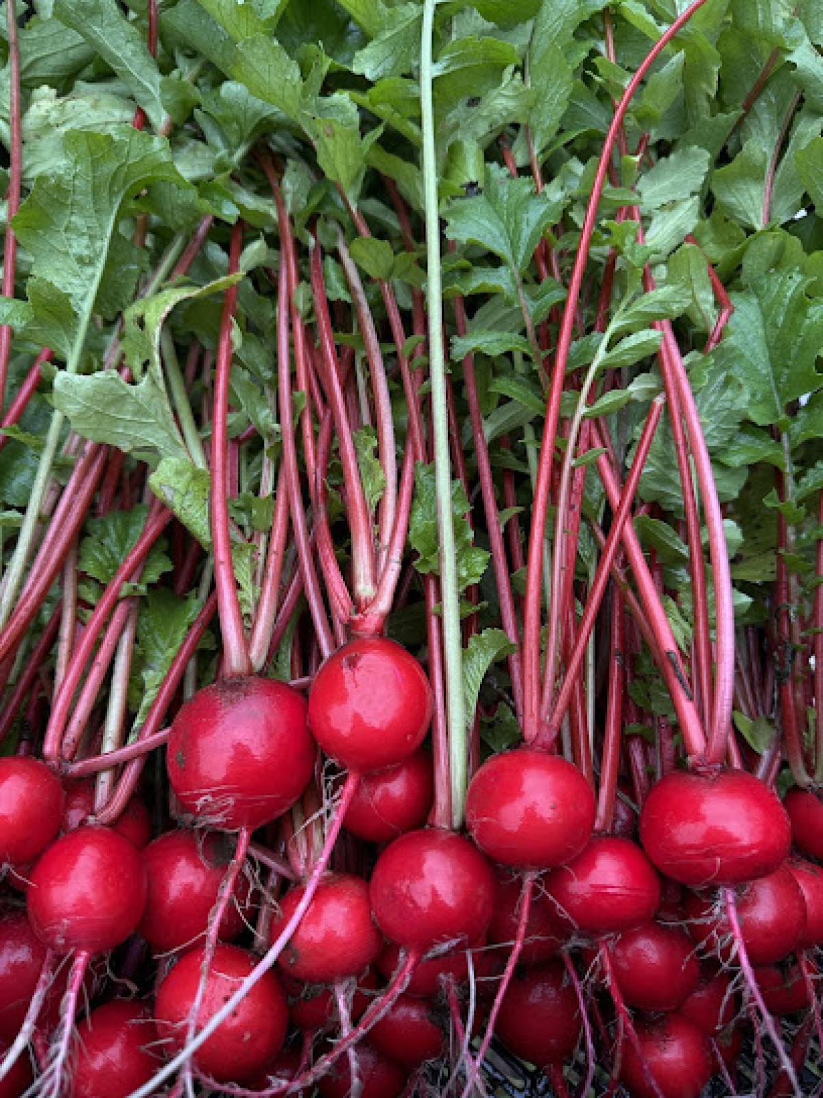 Sautee Nacoochee Center Farmers Market (April - October)