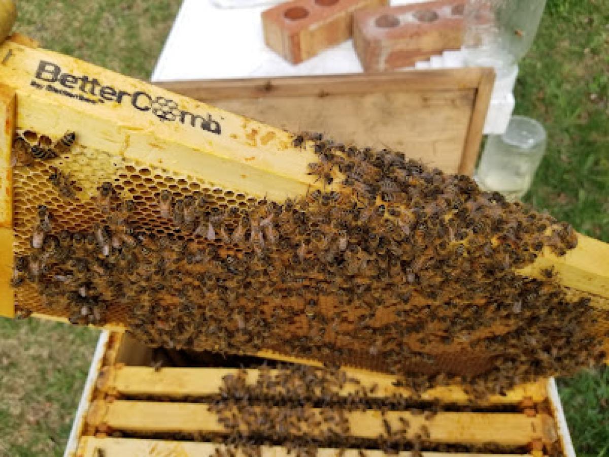 Beeyond Honey Apiaries & Supplies LLC