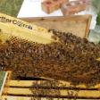 Beeyond Honey Apiaries & Supplies LLC