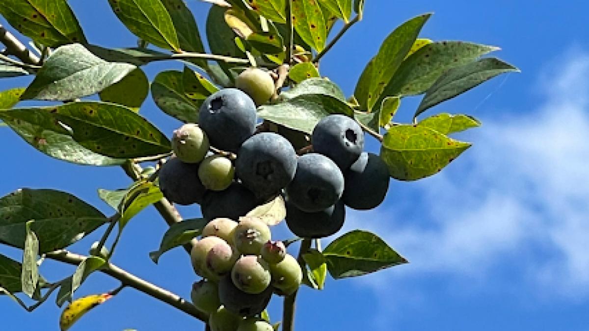 Morning Belle Farms, LLC