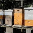 Turkey Hill Apiary