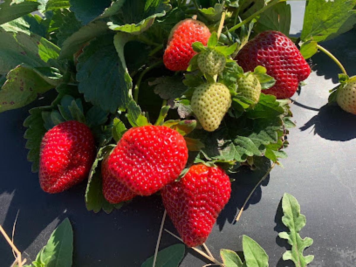 Crossroads Farm & Apiary