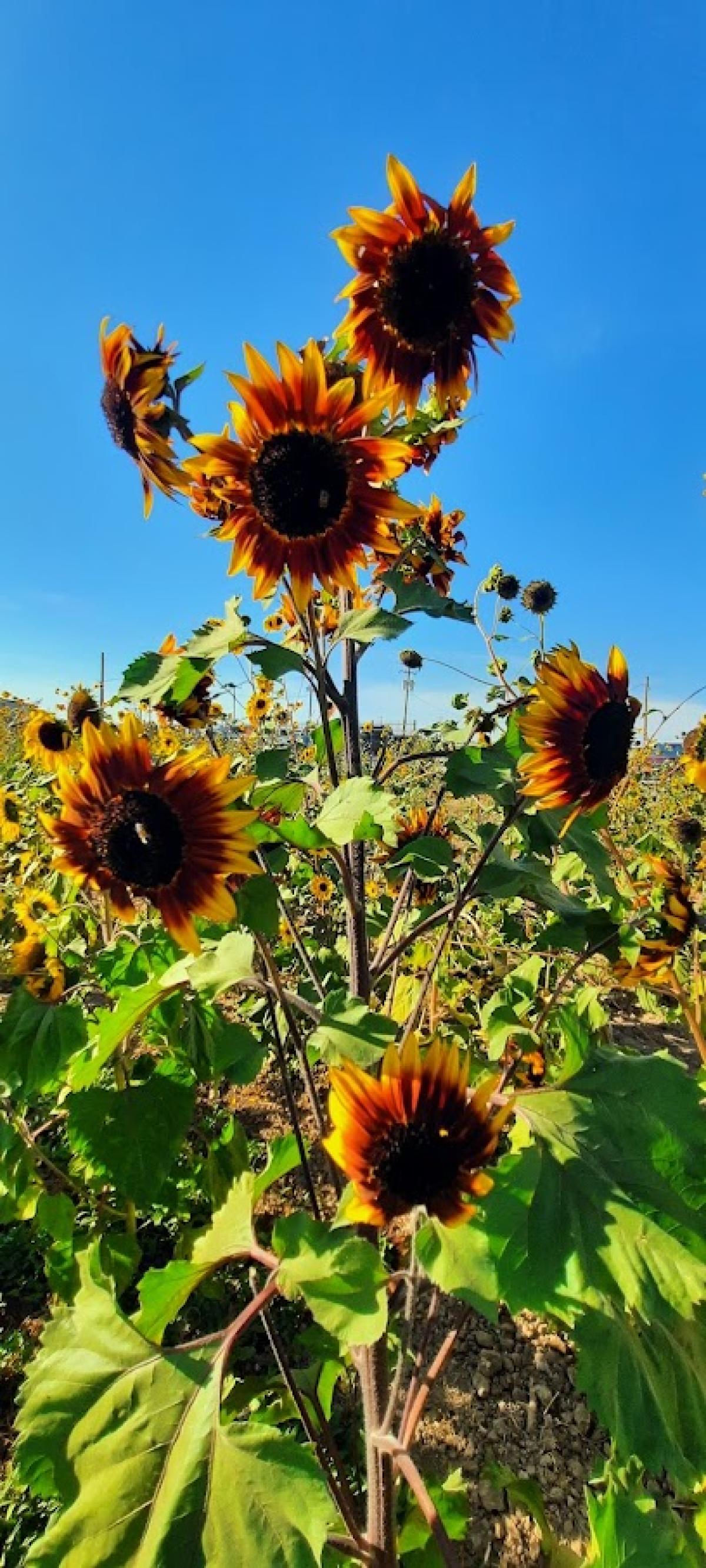 Mandujano Brothers/ Farms