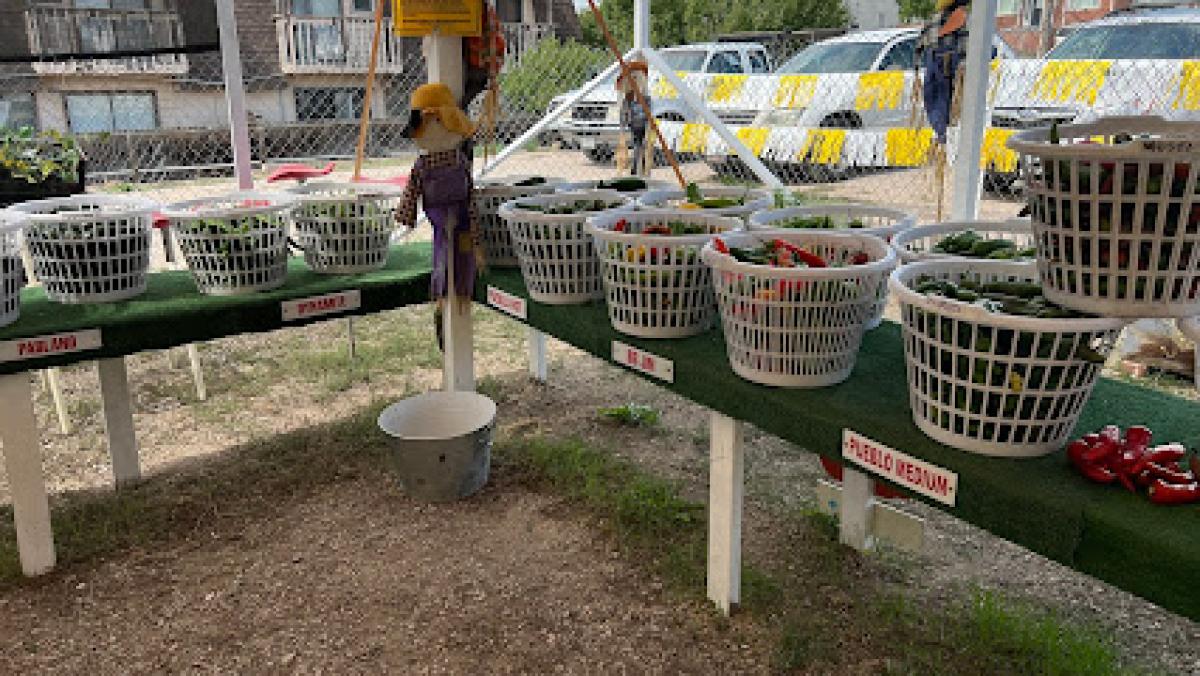 Your Chile Connection