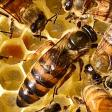 Ambassador Apiaries & Beekeeping Services